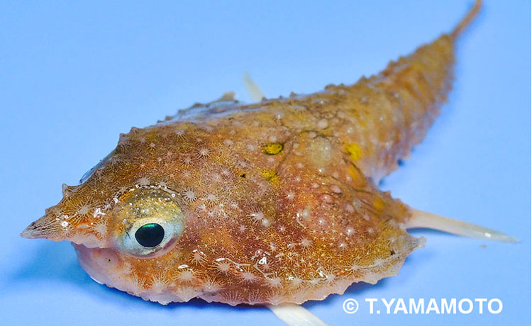 駿河湾に生息する深海魚の1種「フウリュウウオ」（Malthopsis kobayashii ）＝山本智之撮影