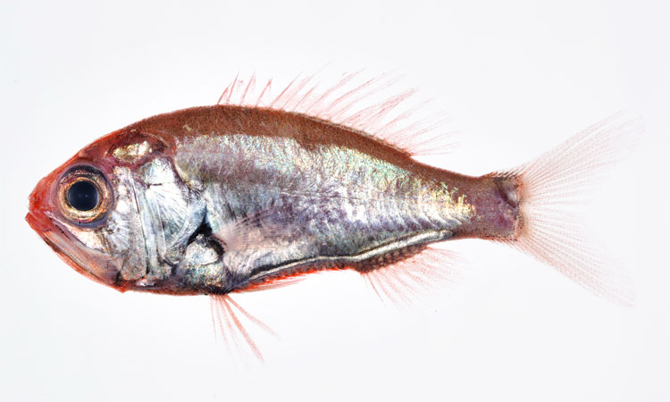 新種として論文に報告された「ネジトゲハリダシエビス」（Aulotrachichthys spiralis）。写真の個体は、深海魚直送便で研究者が入手した駿河湾産のパラタイプ＝京都大学総合博物館の松沼端樹さん提供