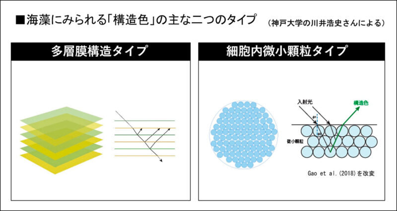 海藻にみられる「構造色」の主な二つのタイプ
