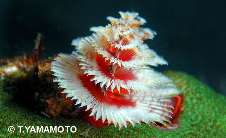 鮮やかな紅白模様の「イバラカンザシ」＝山本智之撮影