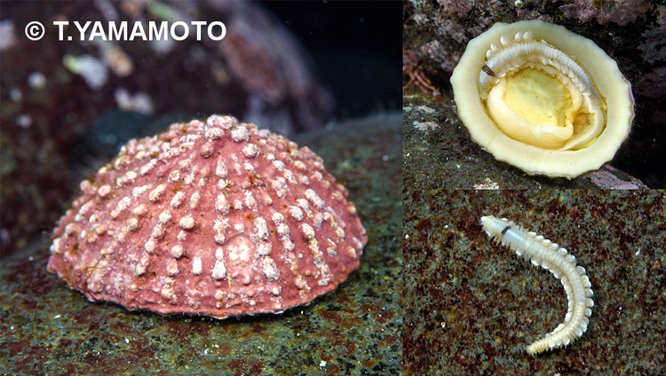 ユキノカサガイ(左)とその裏面(右上)、カクレウロコムシ(右下)=山本智之撮影