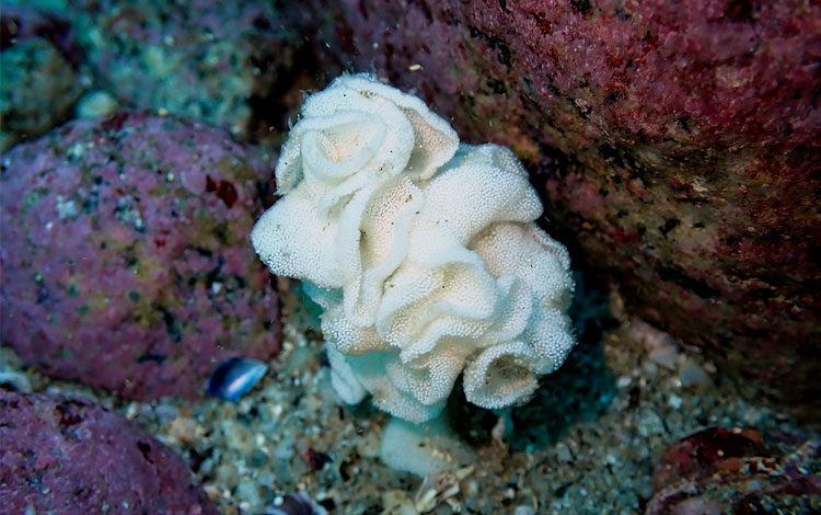 大槌湾で見つかったミスガイのものとみられる卵塊＝早川淳・東京大学准教授提供