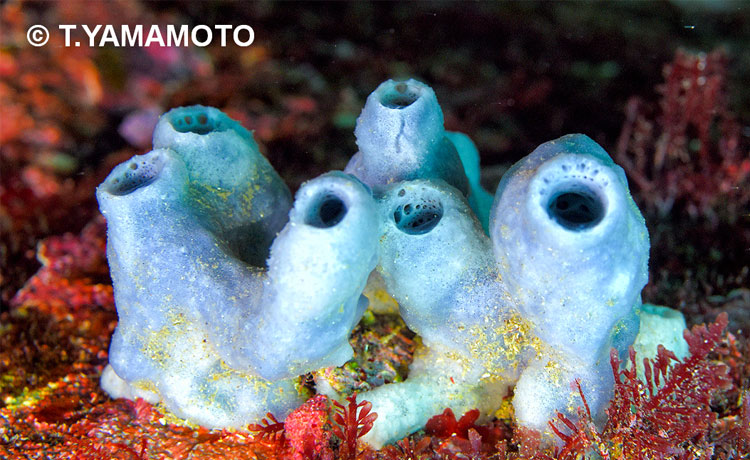 アミメカイメン科の１種（Niphatidae sp.）＝山本智之撮影