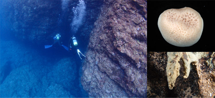 沖縄本島北部での潜水調査で海底洞窟の入り口に向かう研究者たち(左)、海底洞窟から発見された新種のカイメン類「クラヤミモミジマトイ」(右上)と「ギナマキセルカイメン」(右下)=いずれも伊勢優史博士提供