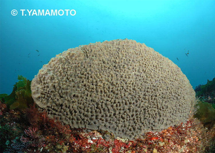 オオパンカイメン(Spirastrella insignis)=山本智之撮影