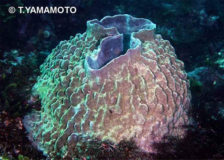 日本近海に分布するミズガメカイメン(Xestospongia testudinaria)も大型で、高さ1m以上に達する=山本智之撮 影