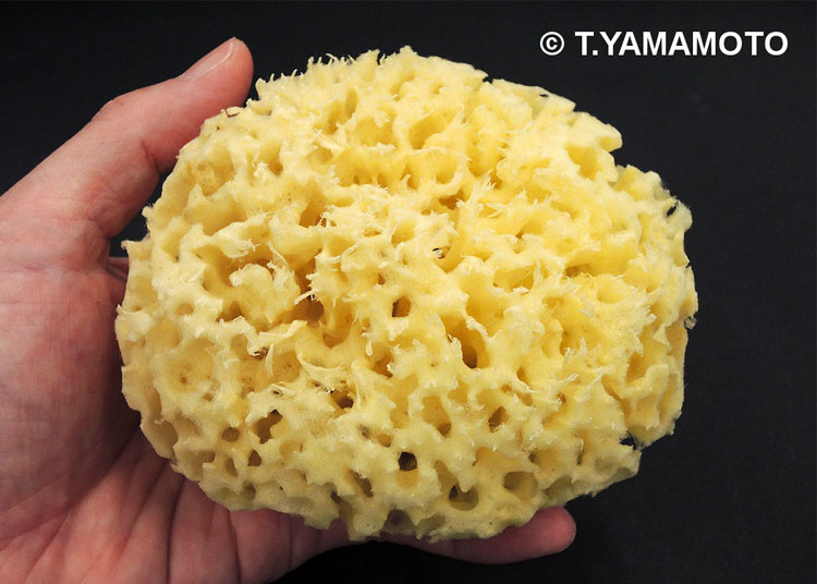 体を洗うのに使われる「本物」のスポンジ=山本智之撮影
