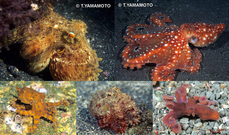 さまざまな種類のタコ。左上から時計回りに「マダコ」（Octopus sinensis）、「サメハダテナガダコ」（Callistoctopus luteus）、「マメダコ」（Octopus parvus）、「スナダコ」（Amphioctopus kagoshimensis）、「ヒョウモンダコ」（Hapalochlaena fasciata）＝いずれも山本智之撮影