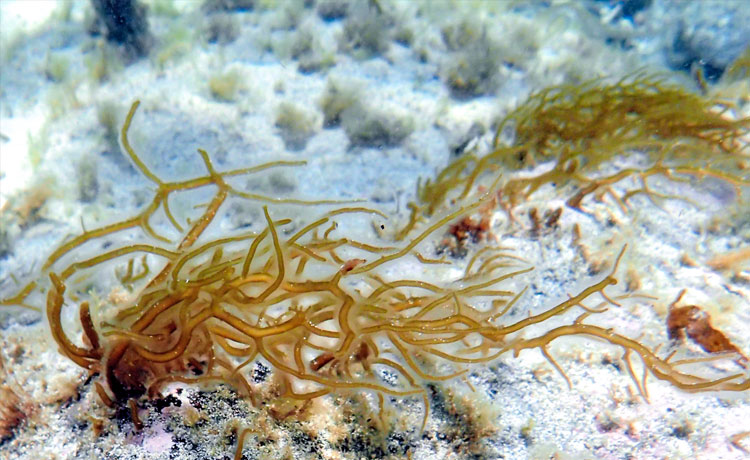 海底に生える「フトモズク」＝島根県松江市沿岸で、神戸大学特命教授の川井浩史さん撮影