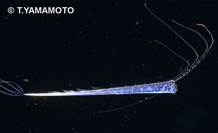 長いひれをたなびかせて泳ぐ、全長約7cmのリュウグウノツカイの稚魚の写真