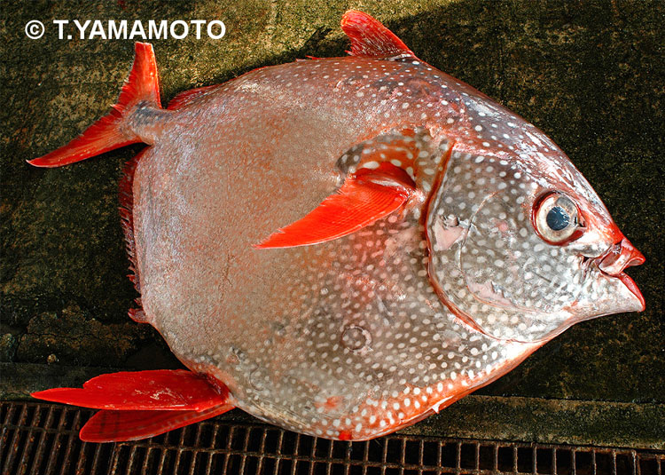 沖縄県石垣島で水揚げされたリュウグウノツカイの親戚の「アカマンボウ」の写真