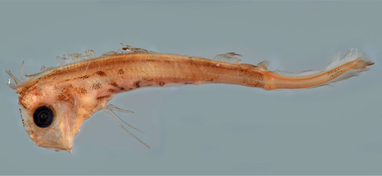 沖縄県渡嘉敷島で採集された、体長13.7mmのリュウグウノツカイの稚魚の写真