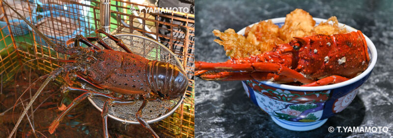 福島県いわき市の鮮魚店で売られていた大きなイセエビ【写真左】、イセエビの天丼【写真右】の写真