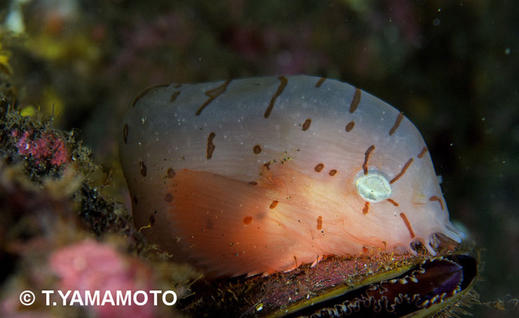 深海魚「アバチャン」（クサウオ科）の写真