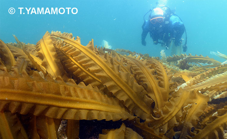 海底を覆うオニコンブ（北海道羅臼町沖）の写真