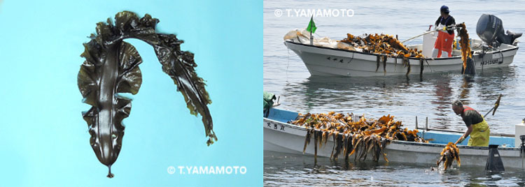 （左）オニコンブ、（右）天然のオニコンブをとる漁業者の写真
