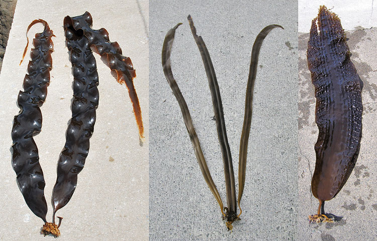 左から「ミツイシコンブ」「ネコアシコンブ」「ガゴメコンブ」（いずれも四ツ倉典滋・北海道大教授提供）の写真