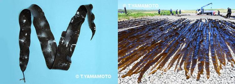 （左）ナガコンブ、（右）天日干しされるナガコンブの写真