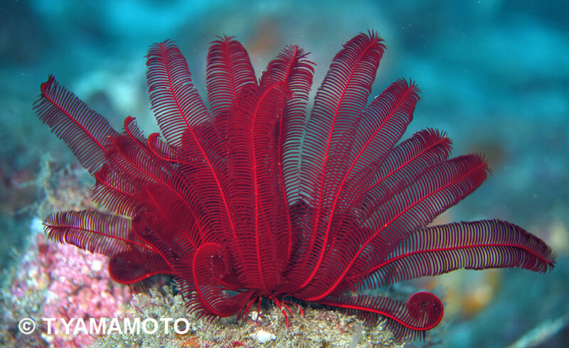 オオコブウミシダの写真