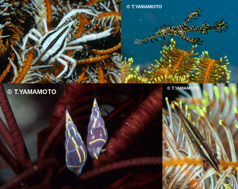 ウミシダに集まる生き物たち。左上から時計回りに「コマチコシオリエビ」、「ニシキフウライウオ」、「ウミシダヤドリエビ」、「オオウミシダトウマキクリムシ」の写真