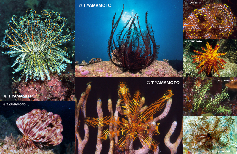 様々な色や形のウミシダたち。左上から時計回りに「ハナウミシダ」、「オオウミシダ」、「ニッポンウミシダ」、「オオコブウミシダ」、「クシウミシダ科の1種」、「ヒメウミシダ科の1種」、「イボアシウミシダ科の1種」、「トゲウミシダ科の1種」の写真