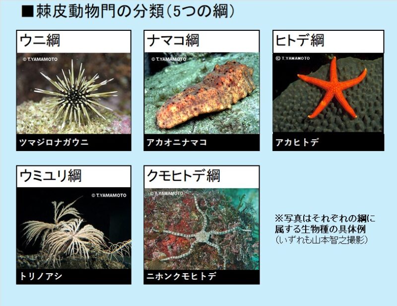 「棘皮動物門」の分類。左上から時計回りに「ウニ綱」「ナマコ綱」「ヒトデ綱」「ウミユリ綱」「クモヒトデ綱」の写真