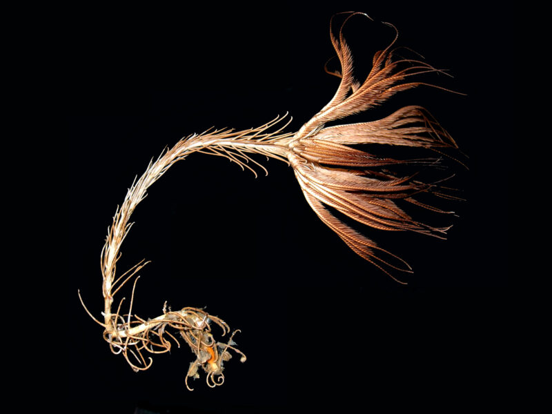 「生きた化石」と呼ばれるウミユリ類の一種「トリノアシ」の写真