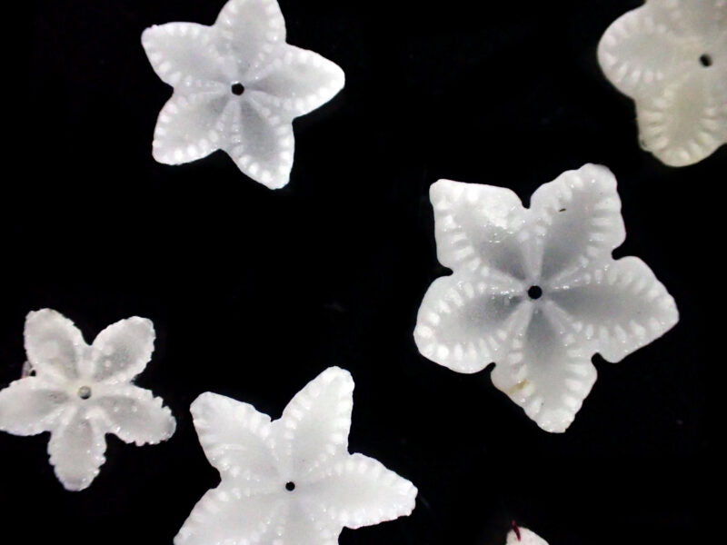 ウミユリ類の一種「トリノアシ」の柄（茎板）の断面の写真