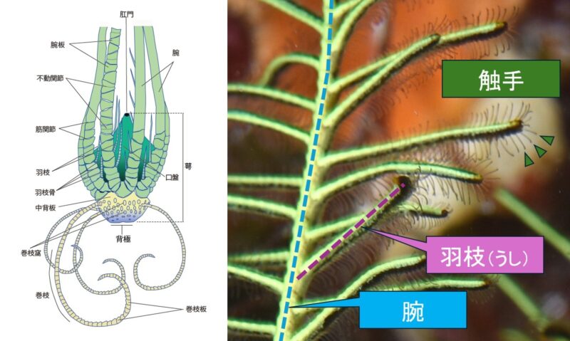 【左】ウミシダの体の構造の写真、【右】ウミシダの腕の拡大写真と部位の名称の写真