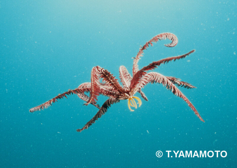 腕を交互に打ち振りながら海中を泳ぐイボアシウミシダ科の1種の写真