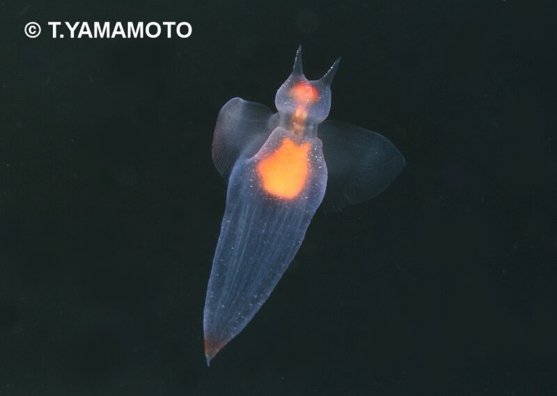 ハダカカメガイの写真