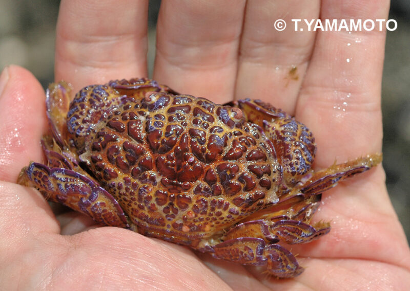動作は緩慢で、逃げようとしない小笠原諸島・母島のウモレオウギガニの写真。