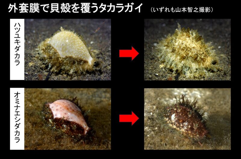 外套膜で貝殻を覆うタカラガイの写真。いずれも山本智之撮影。