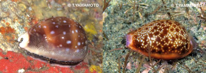美しい光沢を放つ「ホシキヌタ」（左）と「カモンダカラ」（右）の写真。海底を這う「ハツユキダカラ」の写真。いずれも静岡県・伊豆半島沖にて、山本智之撮影。