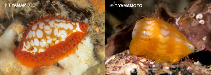 海底を這う「カノコダカラ」（左）と「アジロダカラ」（右）の写真。いずれも山本智之撮影。