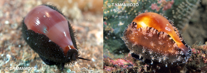 「チャイロキヌタ」（左）と「クチグロキヌタ」（右）の写真。いずれも山本智之撮影